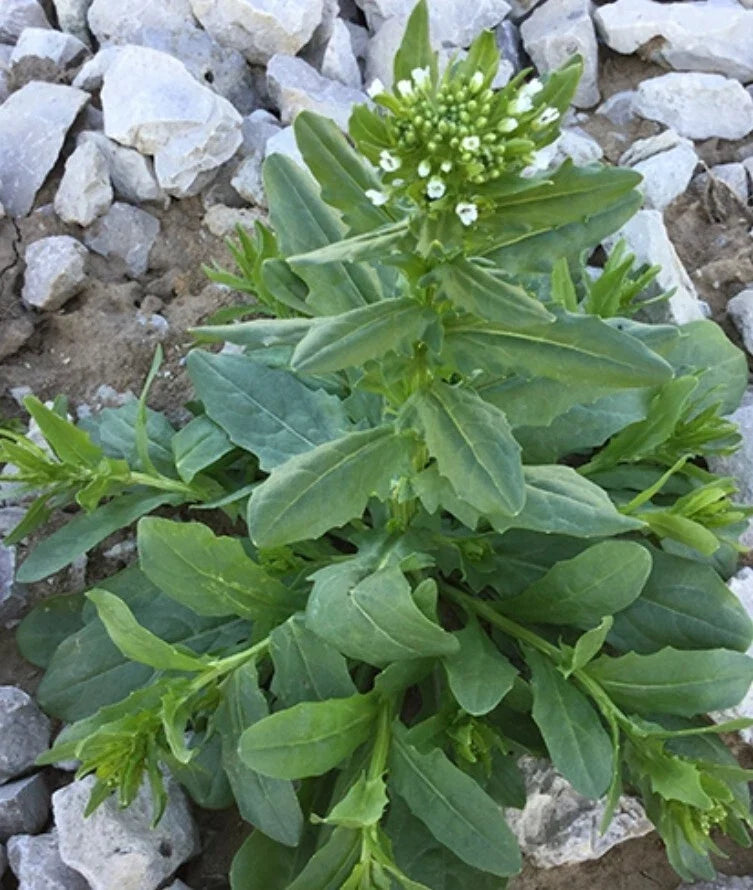 Field Pennycress Seeds - 100 Organic Seeds - Thlaspi arvense - Common Pennycress - USA Grown Herb