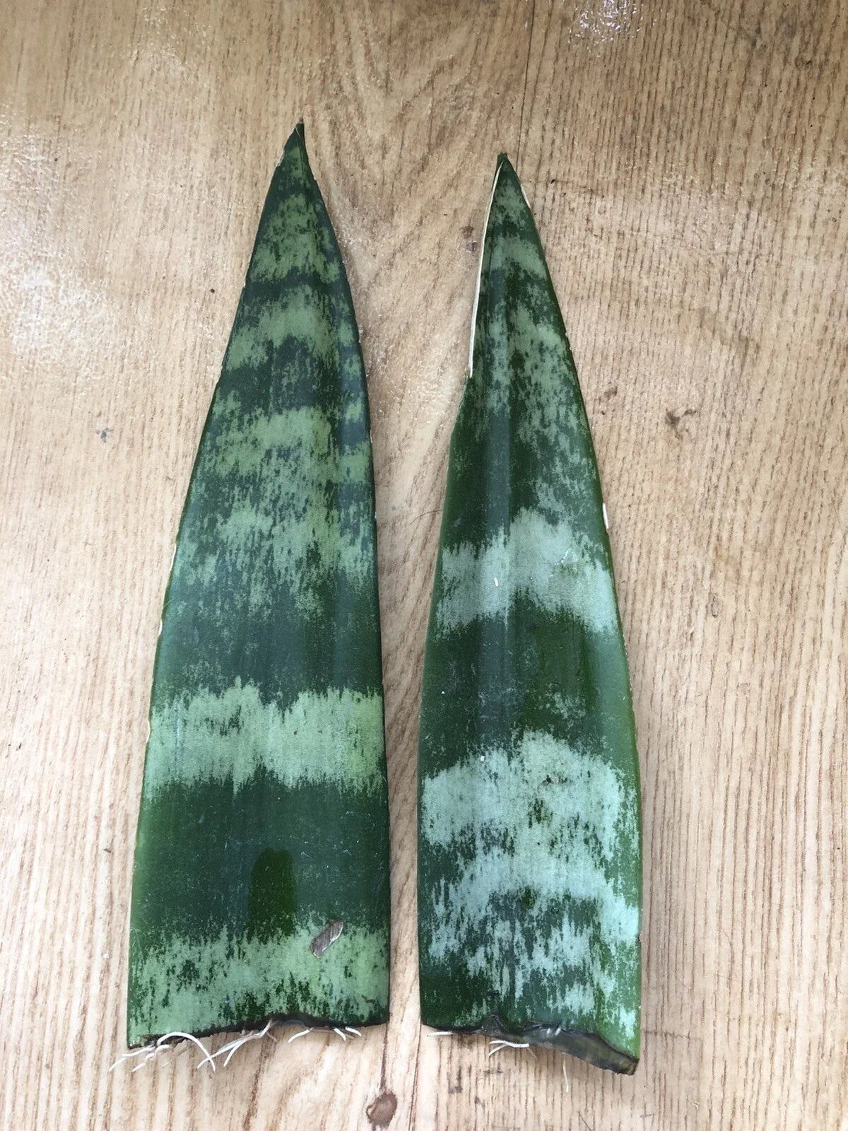 Snake Plant Cuttings with Roots, Mother-In-Law's Tongue, Sansevieria, Live Plant, 6”