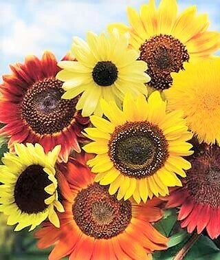 8 Species Mix Sunflower Seeds for Planting - Assorted Variety, Annual Sunflower Seed (Helianthus annuus) 2025