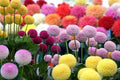 Dahlia Pom Pom Seeds - 100+ Seeds - Mixed Color - Dahlia pinnata