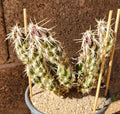 Grusonia Clavata Club Cholla Cactus Cutting - Live Plant Segment - Drought-Tolerant Desert Succulent