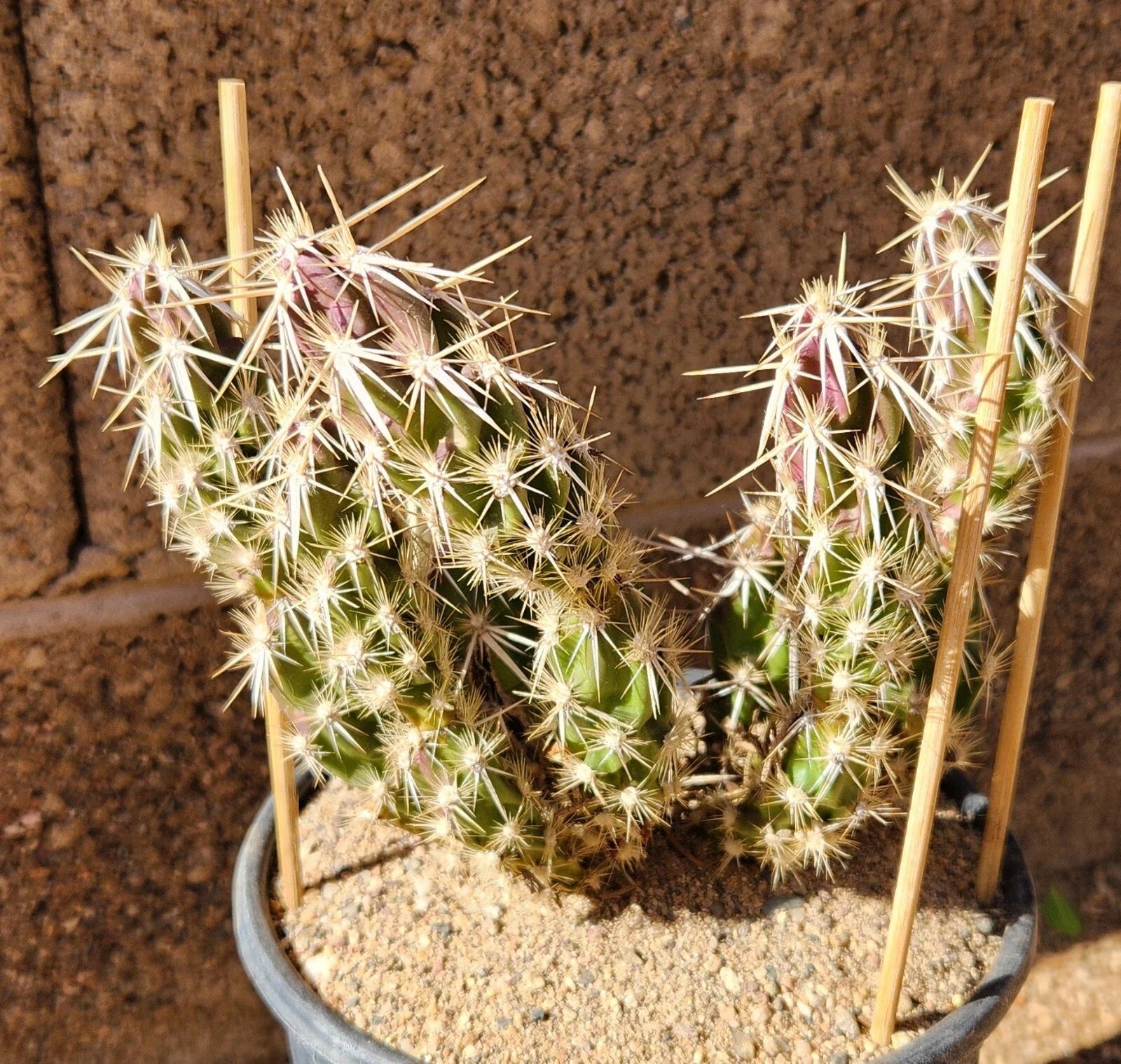 Grusonia Clavata Club Cholla Cactus Cutting - Live Plant Segment - Drought-Tolerant Desert Succulent