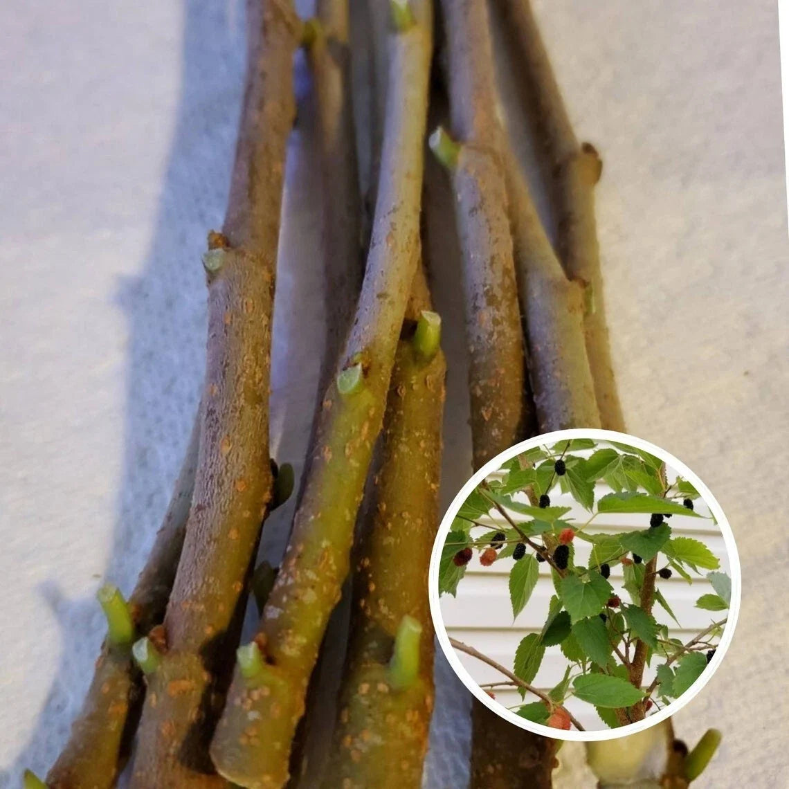 Mulberry Cuttings 10 x Unrooted Organic Wholesale Lot 8 Inches or More Morus spp.