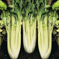Golden Pascal Celery Seeds | Heirloom Non-GMO Variety | Organic Gardening | Apium graveolens