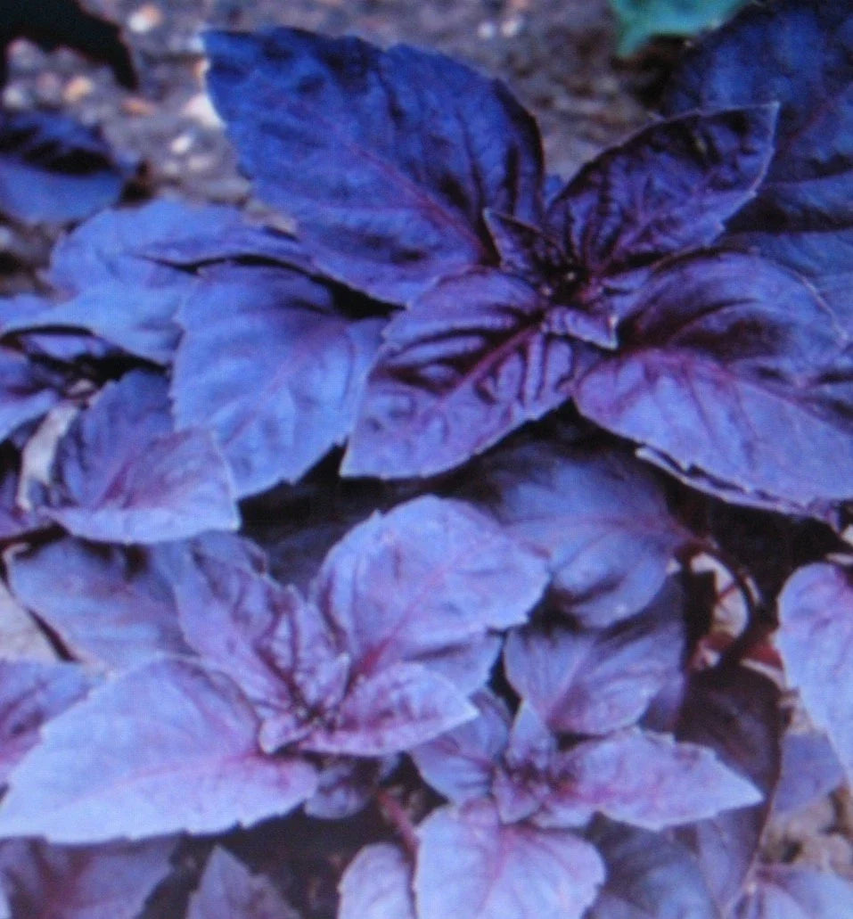 Dark Opal Basil Seeds - 100 Gourmet Culinary Seeds - Ocimum basilicum