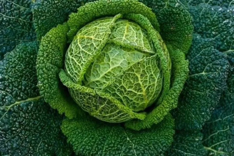Savoy Perfection Cabbage Seeds - 200+ Heirloom NON-GMO Fresh Seeds - Brassica oleracea