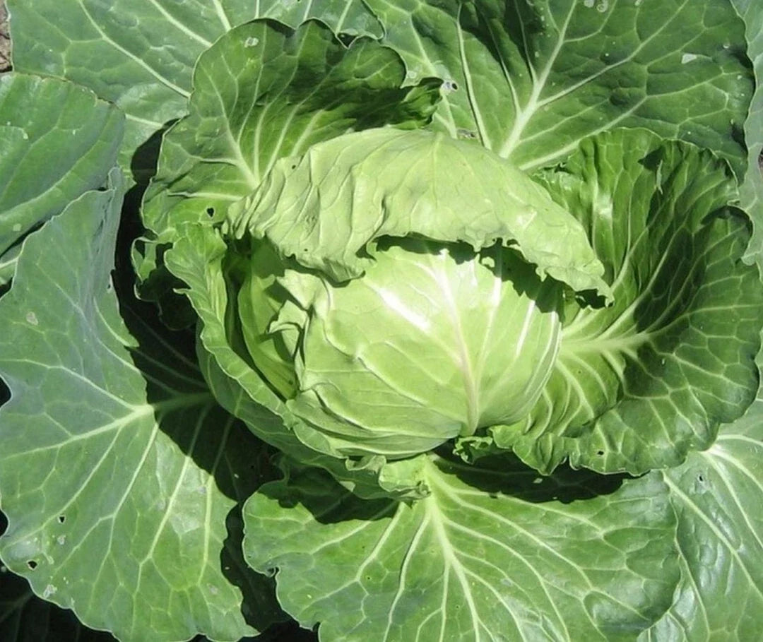 Late Flat Dutch Cabbage Seeds 300+ Non-GMO Vegetable Garden Seeds for Planting, Brassica oleracea