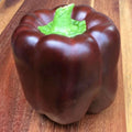25+ Organic Chocolate Bell Pepper Seeds - Sweet Heirloom - Non-GMO - Perfect for Home Gardening