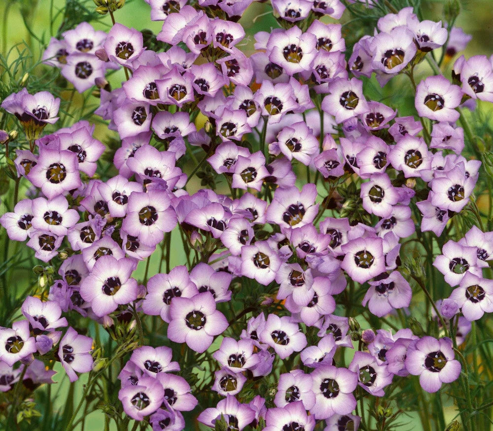 Bird's Eyes Gilia Seeds 500+ Tricolor Annual Flower for Hummingbirds, Gilia tricolor, USA Free Shipping