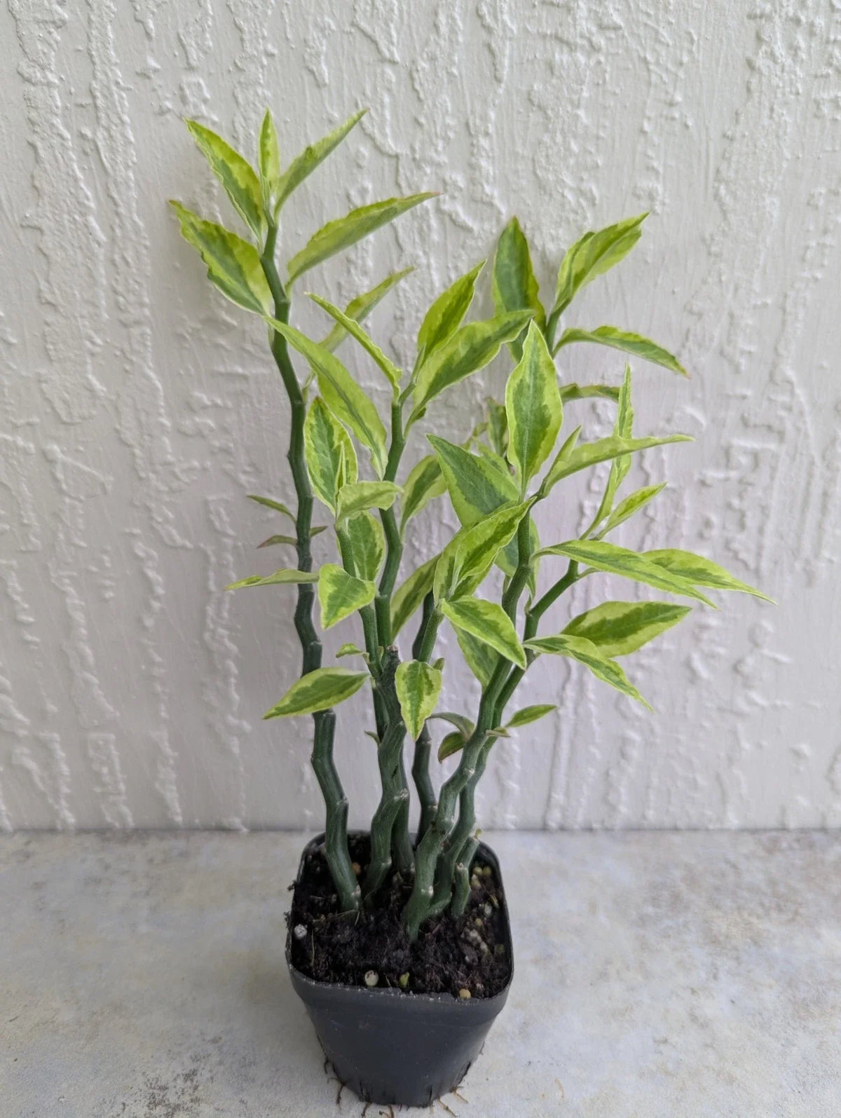 Variegated Devil's Backbone Plant - 2.5" Pot - 6 Stems - Unique Succulent - Euphorbia tithymaloides