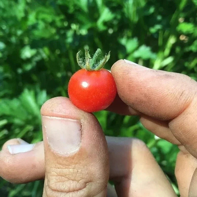 Red Currant Tomato Seeds - 30+ Heirloom Organic Non-GMO - Solanum lycopersicum