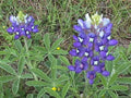 Texas Bluebonnet Seeds - 45 Count - Free Shipping on 15 - Lupinus texensis - Texas State Flower