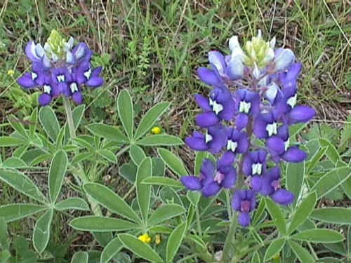 Texas Bluebonnet Seeds - 45 Count - Free Shipping on 15 - Lupinus texensis - Texas State Flower