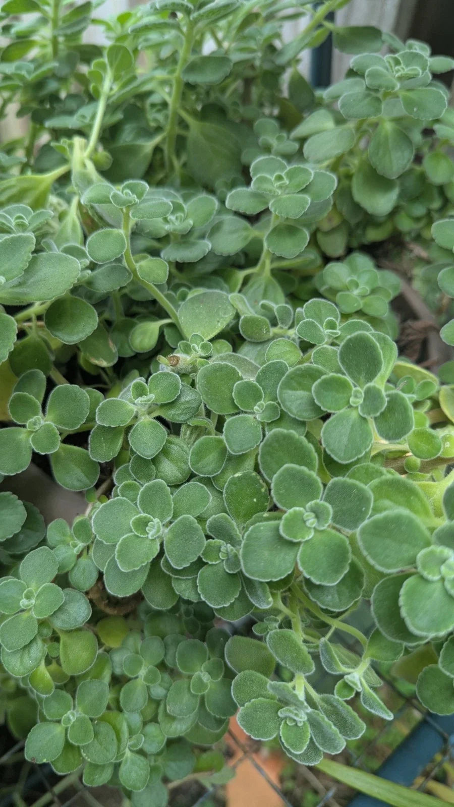 Plectranthus Tomentosa Vicks Plant Cuttings - 5 Unrooted Cuttings for Herbal Use - Aromatic Indoor Plant
