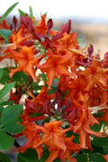 Red Pepper Azalea Starter Plant - Aromi Rhododendron Deciduous - May Be Dormant - Ideal for Gardens