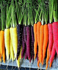 Rainbow Carrot Blend Seeds - 400+ Non-GMO Heirloom Organic Mix - Fresh Vegetable Garden Seeds