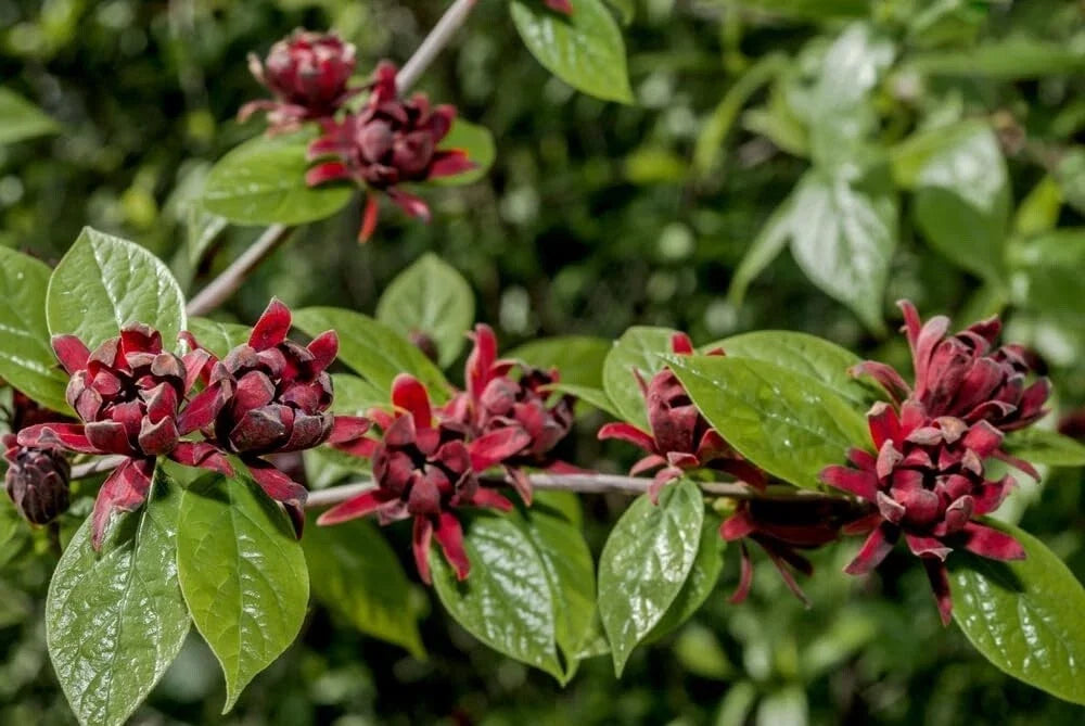 Sweetshrub Seedlings for Planting, 4-Inch Pots, Fragrant Blooms, Calycanthus floridus