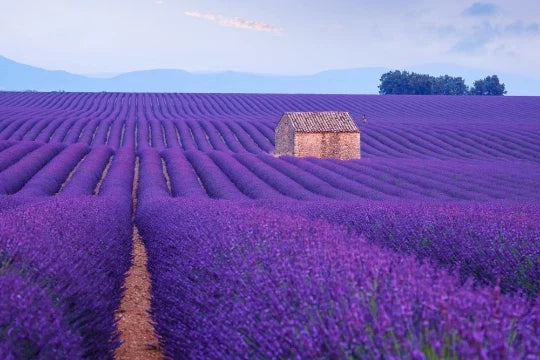 150 English Lavender Seeds for Planting - Purple Flower Herbs, Lavandula angustifolia