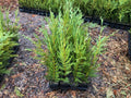 Leyland Cypress Trees 12"-18" Box of 25 in Pots - Cupressocyparis leylandii - Fast-Growing Evergreen Privacy Screen