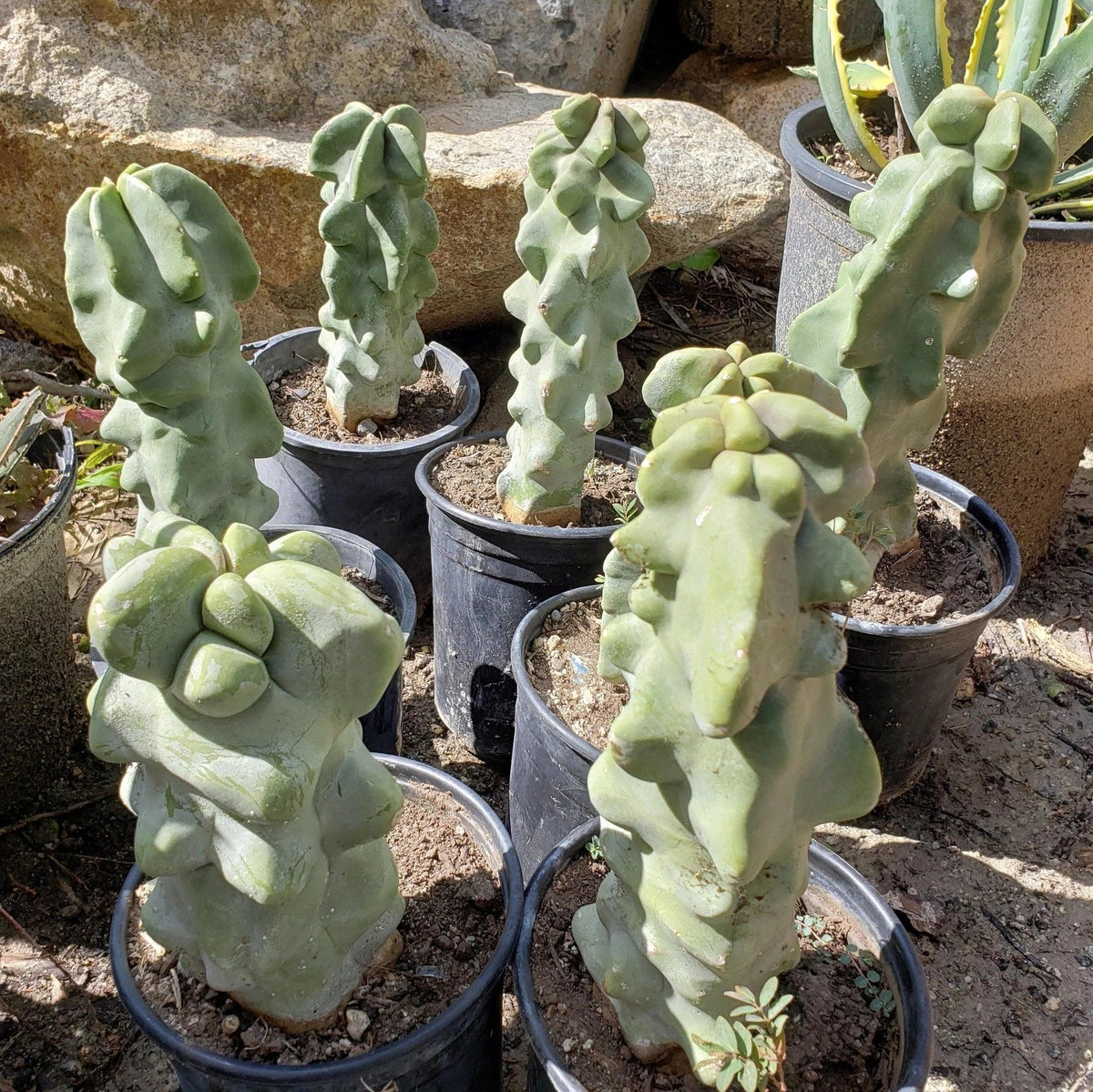 Totem Pole Cactus 6" Pachycereus schottii monstrosus Succulent Real Plant
