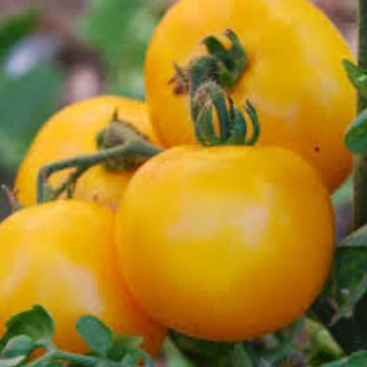 Mountain Gold Tomato Seeds | Heirloom Non-GMO Variety | Solanum lycopersicum | Free Shipping
