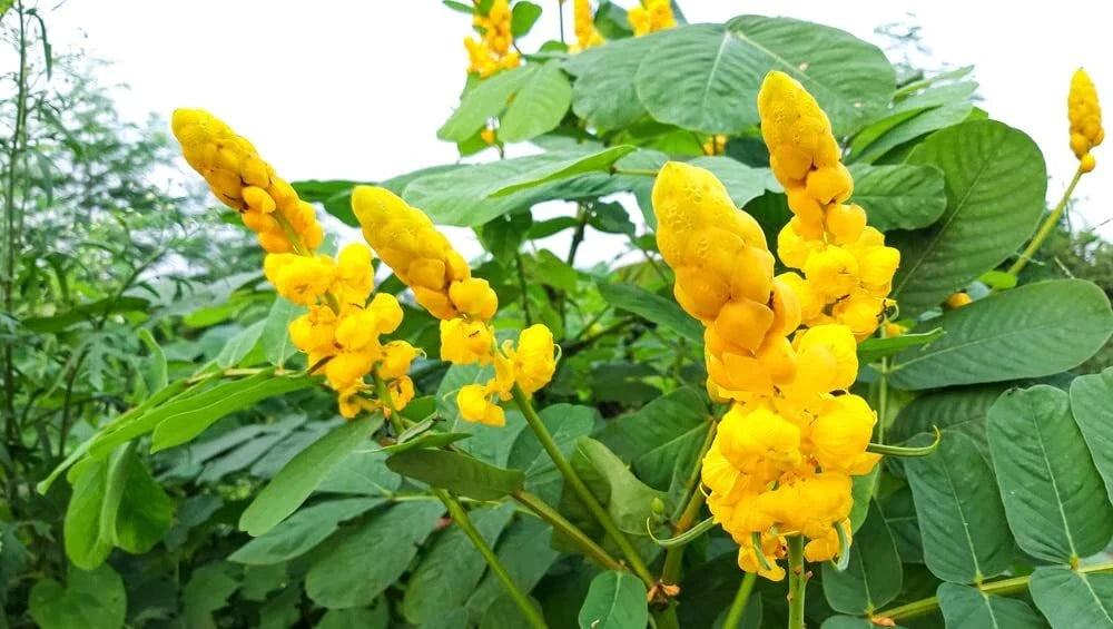 Emperors Candlesticks Wildflower Seeds - 30 Seeds - Senna alata - Ships from Io