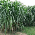 Elephant Grass Seeds - 30 Seeds - Tallest Grass - Pennisetum purpureum - Ships from Iowa