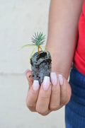 Pinyon Pine Starter Plugs - Pinus edulis - Drought-Tolerant Evergreen Trees for Landscaping