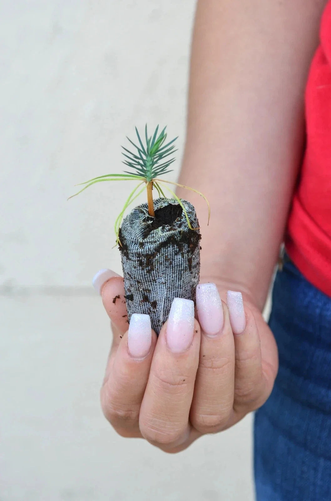 Pinyon Pine Starter Plugs - Pinus edulis - Drought-Tolerant Evergreen Trees for Landscaping