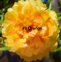Moss Rose Cuttings - 10 Unrooted Orange Portulaca Grandiflora Plant Cuttings for Garden or Container