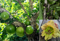 Winged Calabash Seeds - 10+ Seeds - Mexican Calabash, Gourd Tree, Morro - Crescentia alata