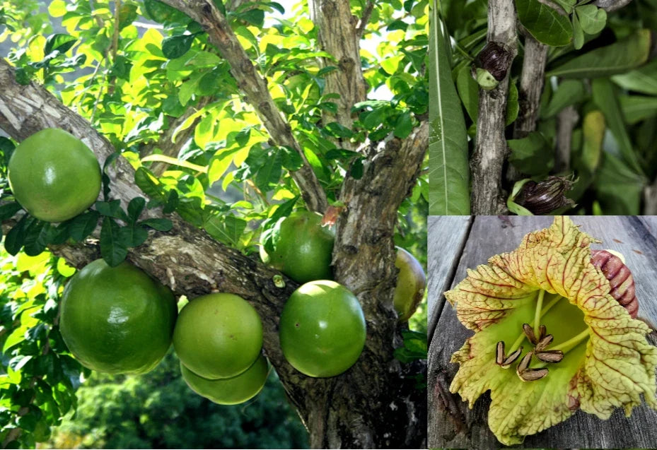 Winged Calabash Seeds - 10+ Seeds - Mexican Calabash, Gourd Tree, Morro - Crescentia alata