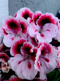 Geranium Live Plant 6” White and Dark Maroon Center Perennial (Pelargonium)