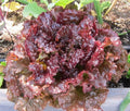Ruby Leaf Lettuce Seeds, Deep Red, NON-GMO, Summer Salad Variety, Lactuca sativa