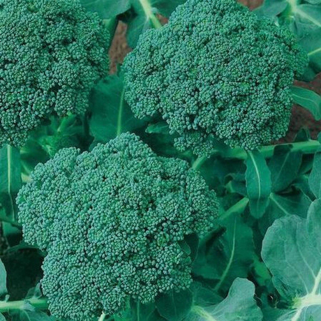 Broccoli Seeds 500+ Calabrese Non-GMO USA Seller Free Shipping