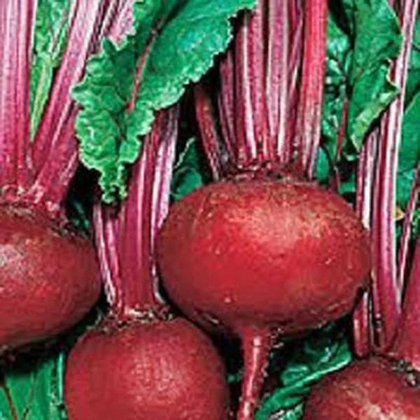 Detroit Dark Red Beet Seeds - Heirloom Non-GMO - 50+ Seeds - Sweet Beet Variety