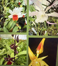 Orchid Plant Seedling - New Varieties, Bare Root Bulb & Stem, Not Perfect - Orchidaceae