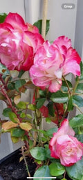 Fire and Ice Rose Cuttings - 3 Pack, 6-8” Long, Rosa 'Fire and Ice'