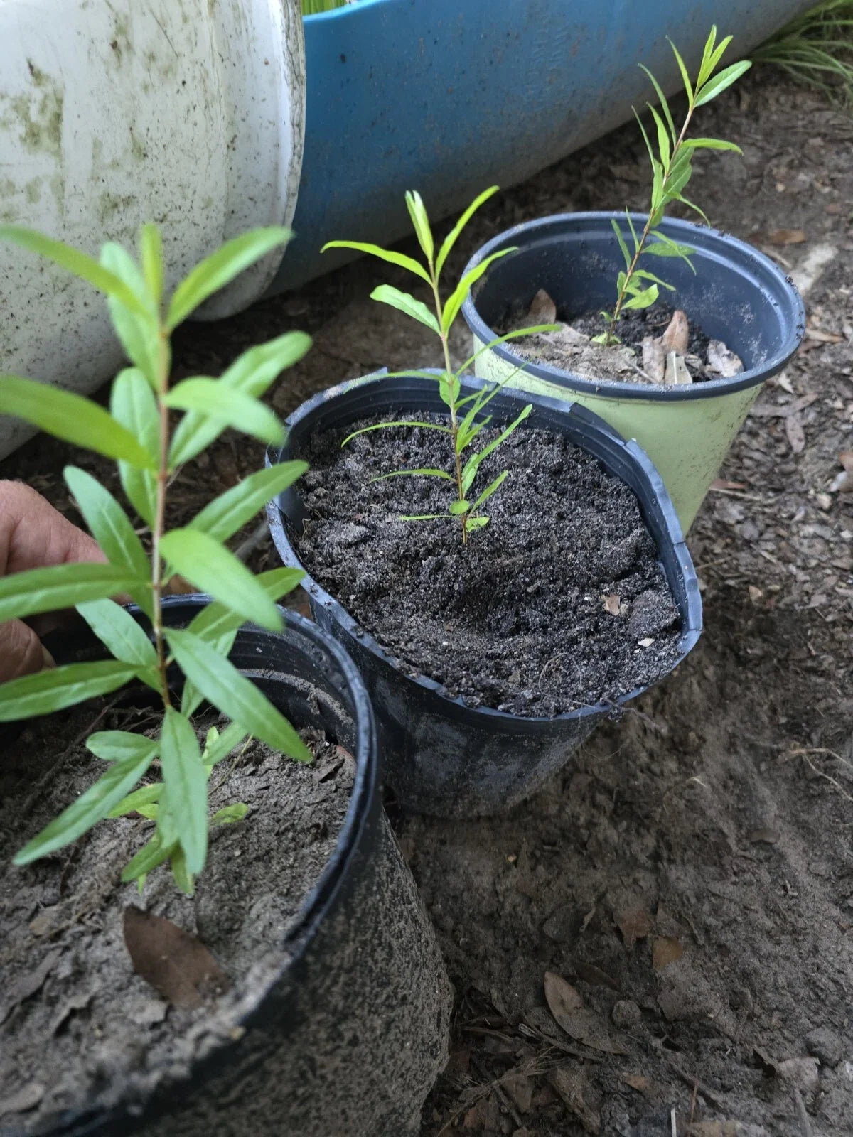 Pomegranate Seedlings 7-10 Inches 3-Pack Punica granatum Bare Root Plants Garden Fruit Trees