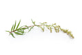 Mugwort Herb Seeds 500+ Medicinal Culinary Perennial Artemisia Vulgaris