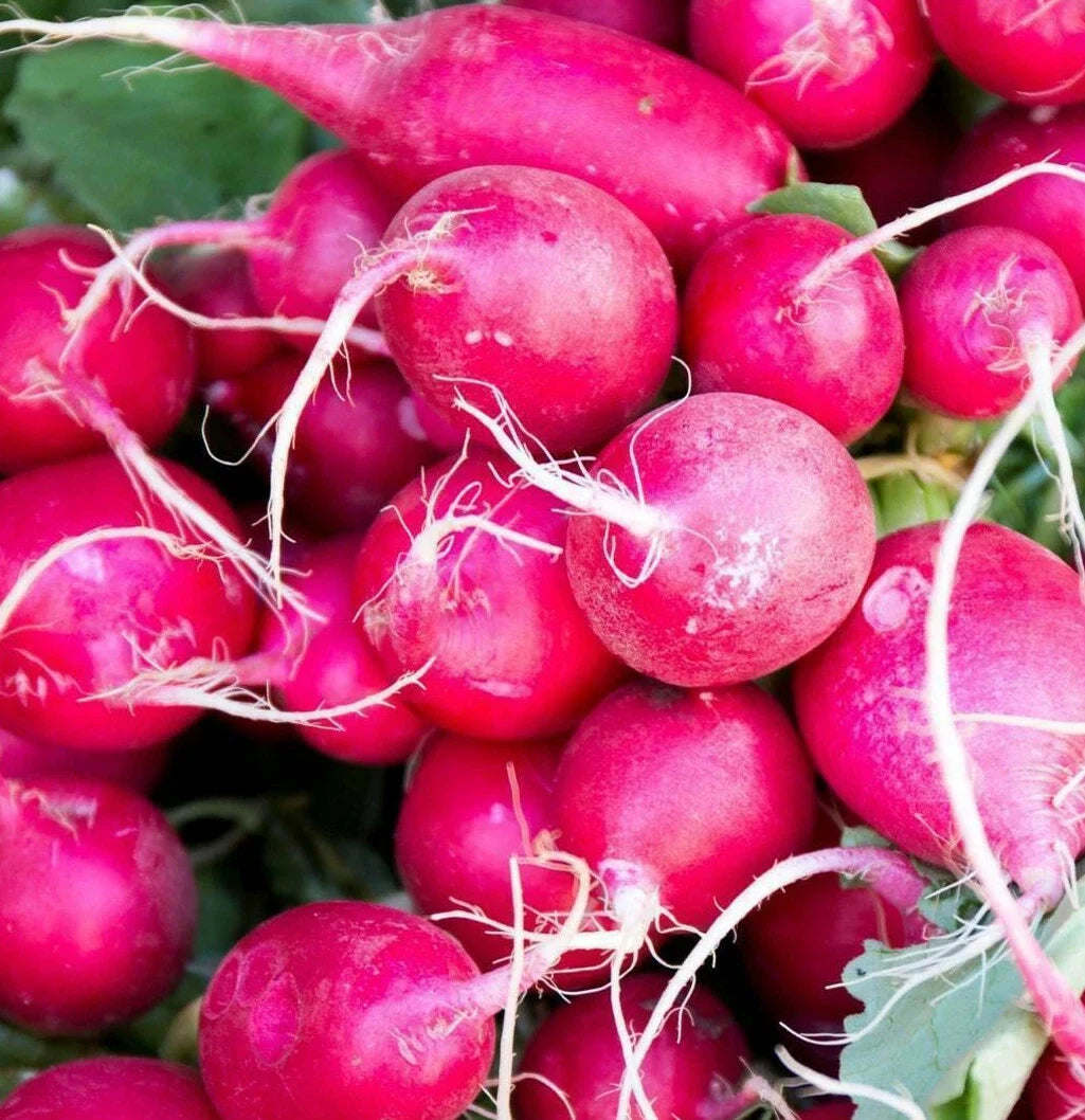 Pink Celebration Radish Seeds | Daikon Variety | Raphanus sativus | New Color 2025