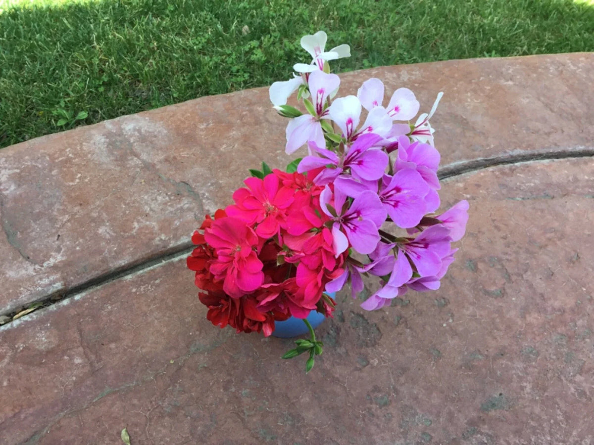 Ivy Geranium Cuttings 8 Pack Mixed Colors Pelargonium for Rooting