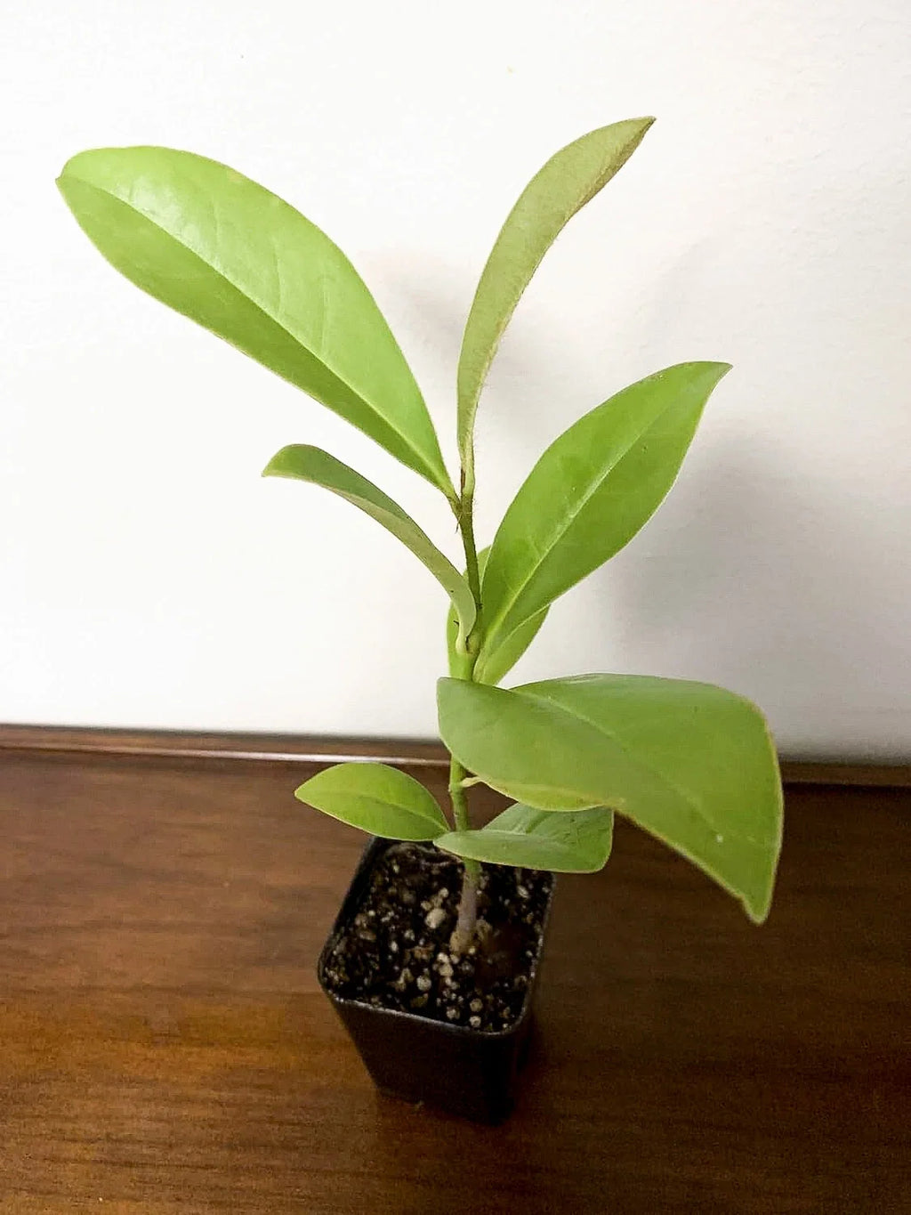 Southern Magnolia Tree (Magnolia grandiflora) | Evergreen Fragrant Flowering Tree | Live Plant | 2.5 Inch Pot