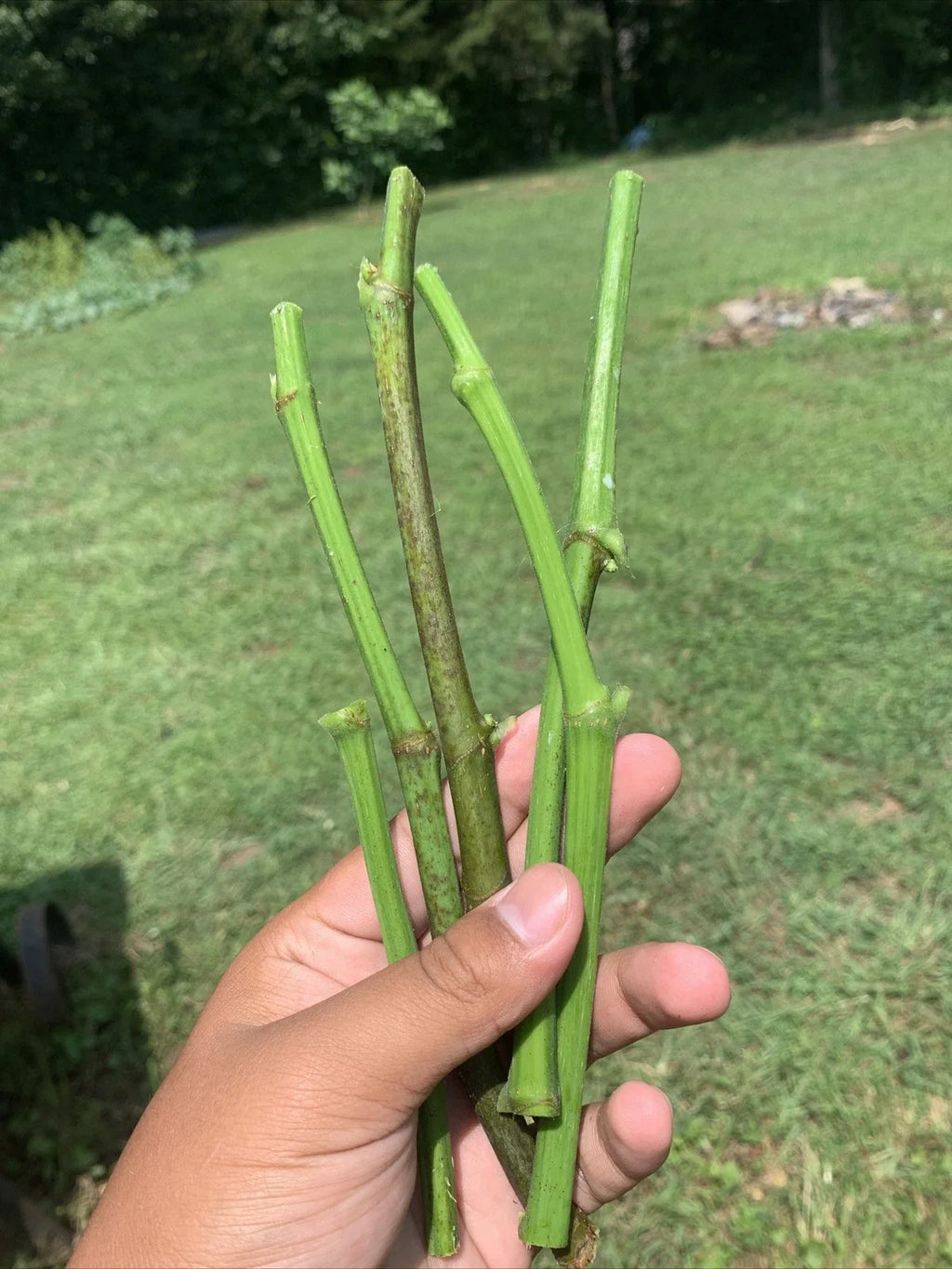 5 Fresh Fig Tree Cuttings (8" Each) – Organic Unrooted Cuttings from Fruiting Tree | Propagation, Grafting, Heirloom Fig Plant