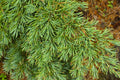 Mountain Hemlock Tree Bare Root Seedling – Tsuga mertensiana, Evergreen Conifer for Landscape or Bonsai