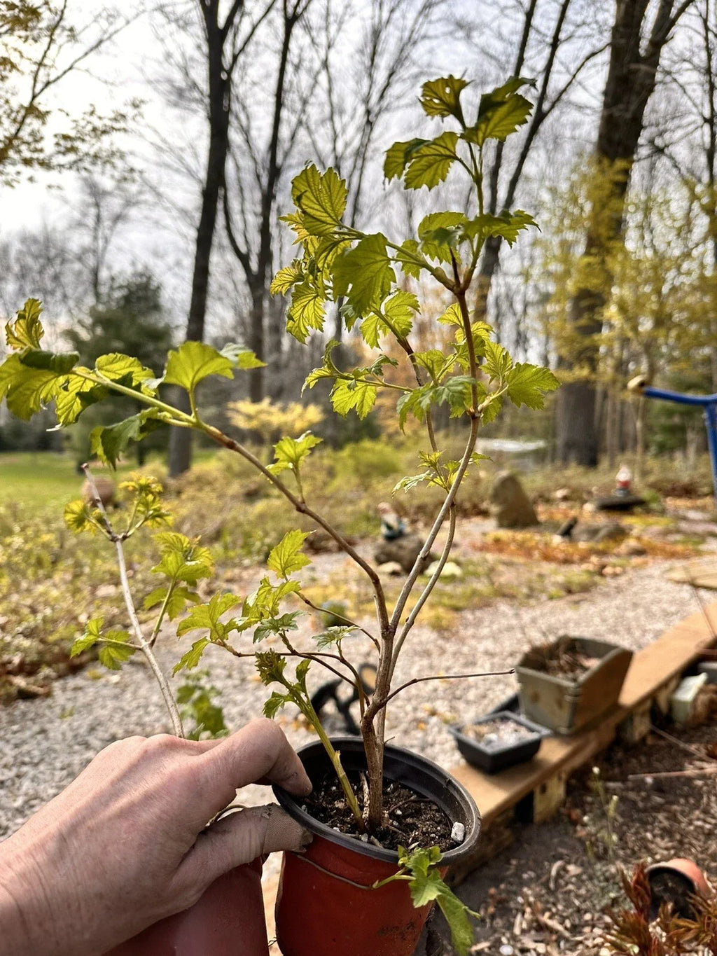 Viburnum opulus Live Bare Root Starter Plant | Guelder Rose | European Cranberrybush | Flowering Shrub | Hardy Ornamental Plant