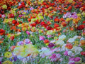 Wildflower Seed Mix 1/3 LB 24 Colors Annual & Perennial Mix (Various Species)