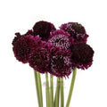 Scabiosa Seeds 40 Pack Burgundy Black Knight - Scabiosa atropurpurea