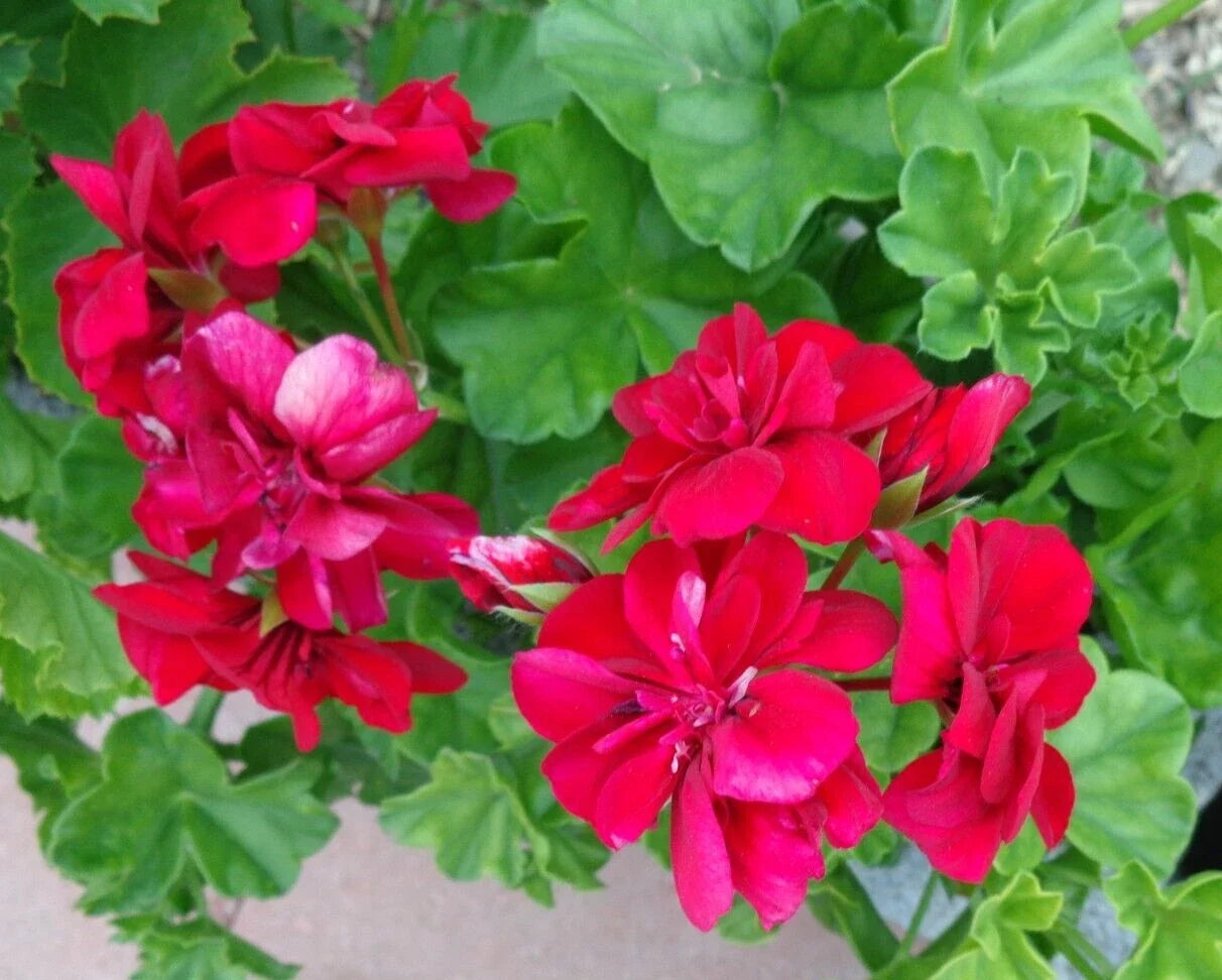 Geranium Cuttings 3x6" Rose Red Fragrant Pelargonium Peltatum Live Plant