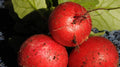 Saxa 2 Radish Seeds - 500+ Count - Fast-Growing Garden Variety - Raphanus sativus